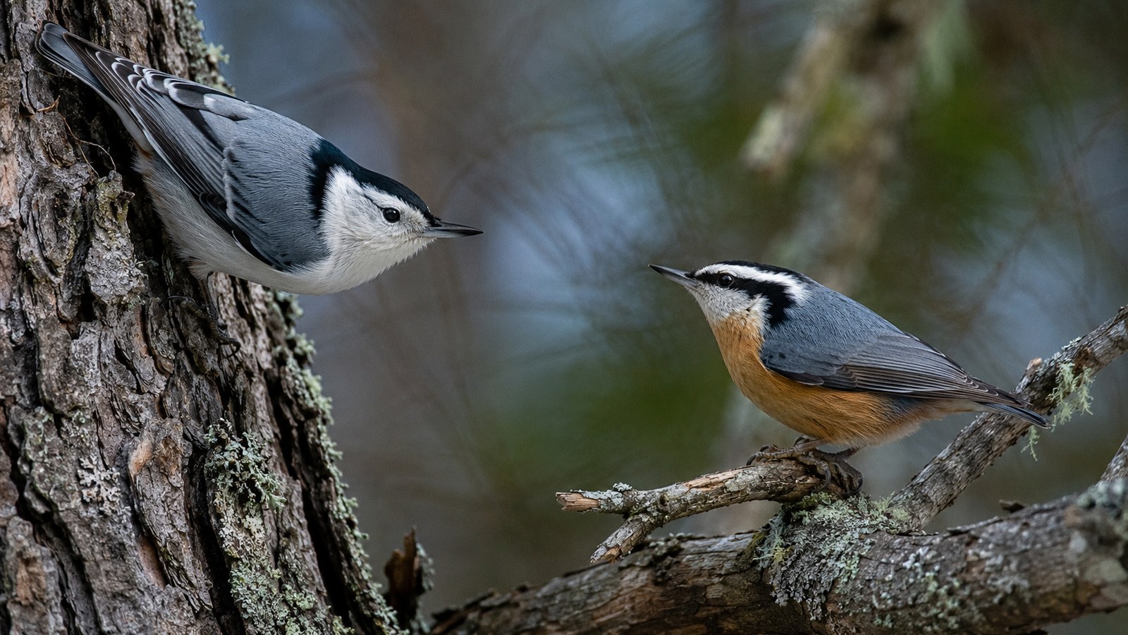 Two nuthatches among lichen-covered bark on the White-breasted vs Brown-headed Nuthatch guide
