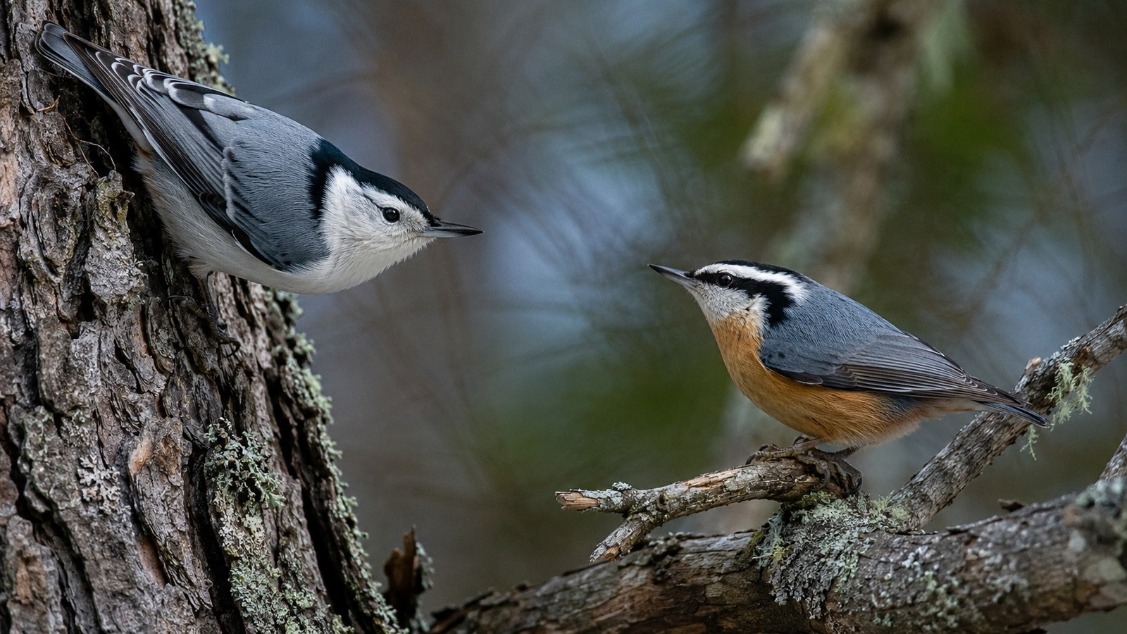 White-breasted and Red-breasted Nuthatches shown for side-by-side identification