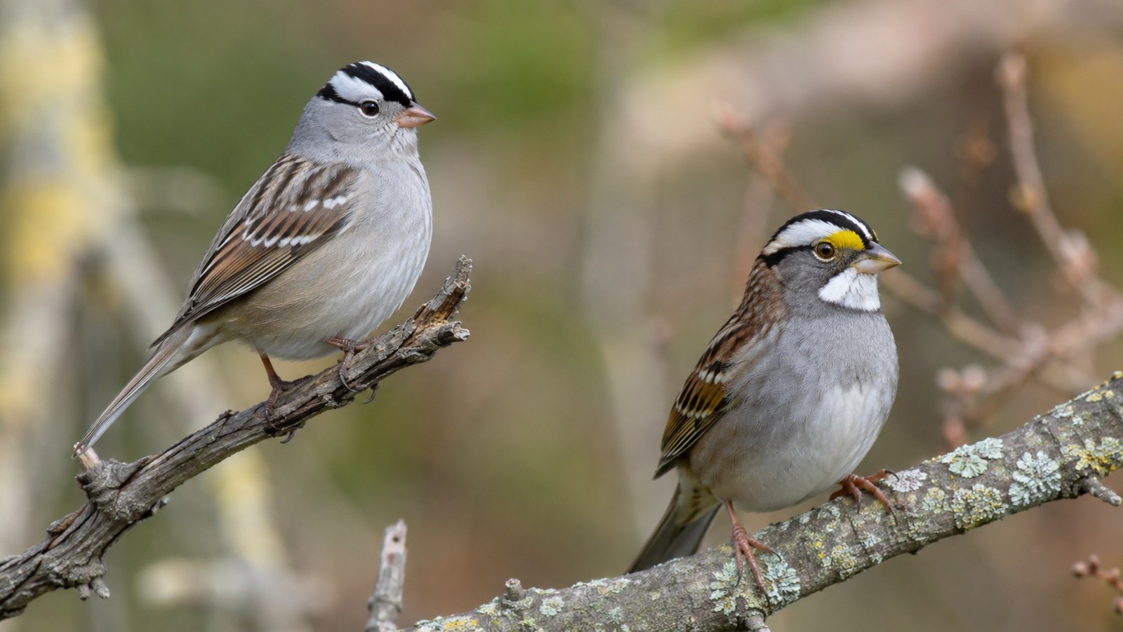 A White-throated Sparrow perched in natural cover