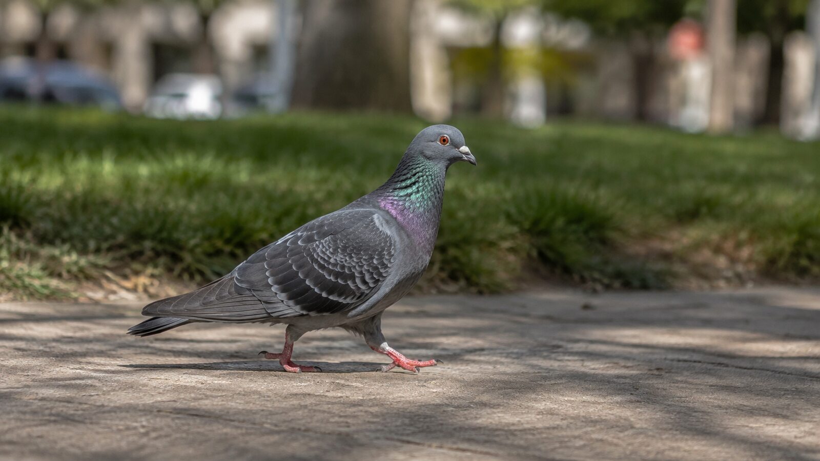Rock Pigeon walking across a park path with its head held steady