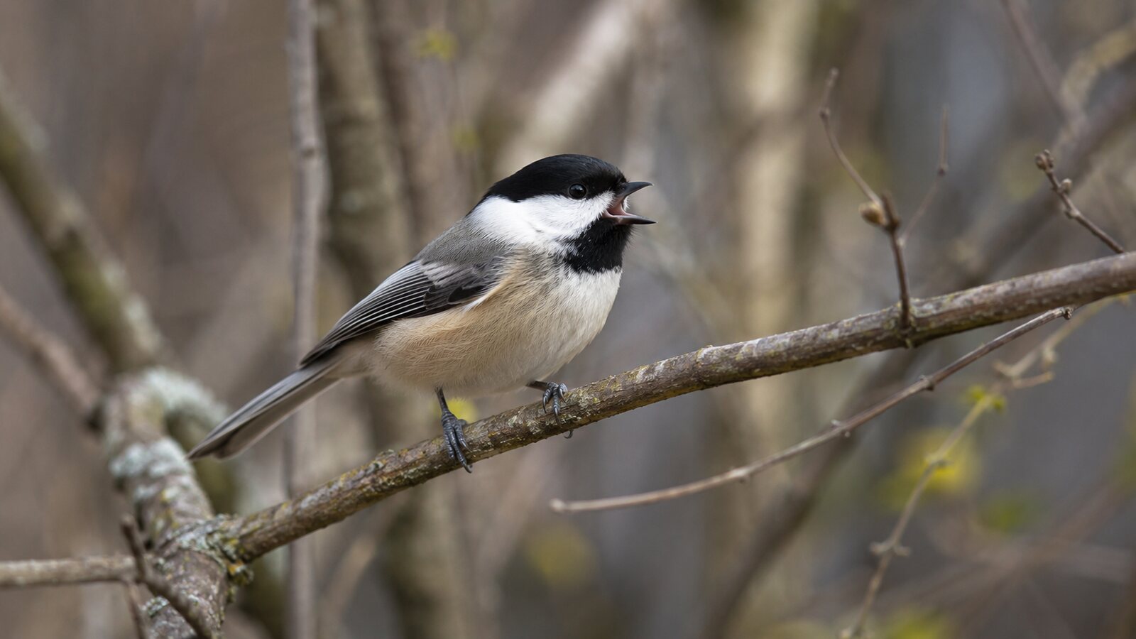A Black-capped Chickadee giving a short call from a woodland branch