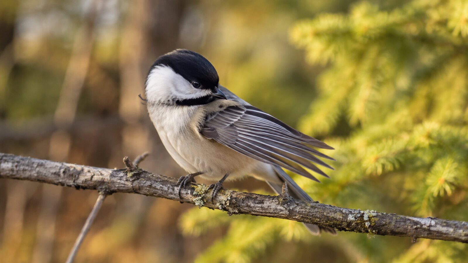 A wild North American bird carefully preening its wing feathers with its bill