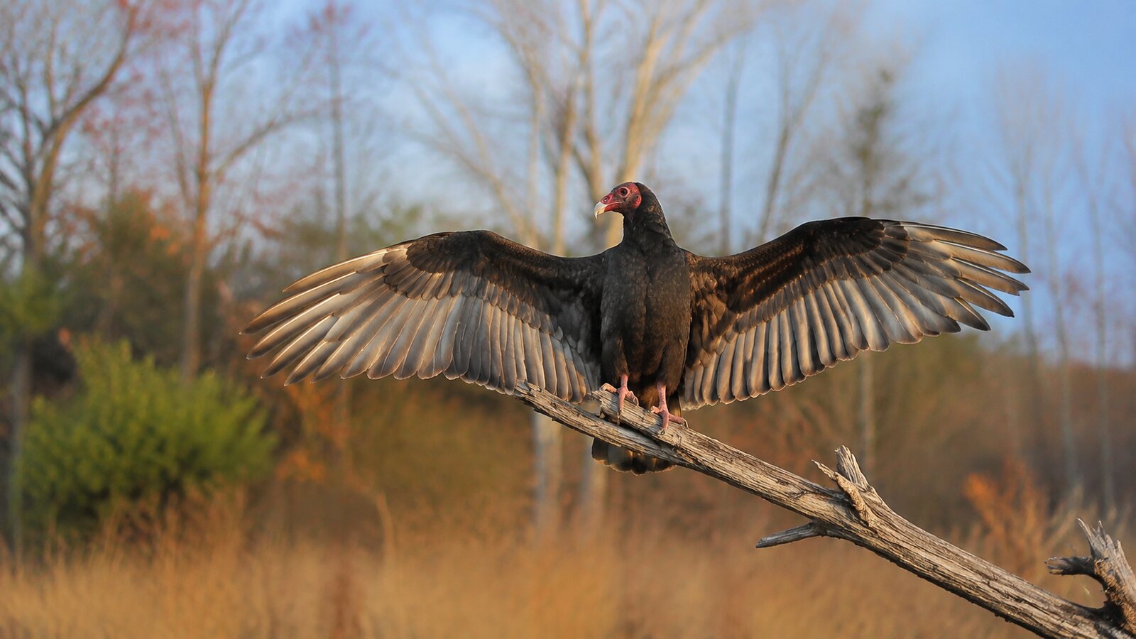 A Turkey Vulture spreading its wings on a sunlit branch