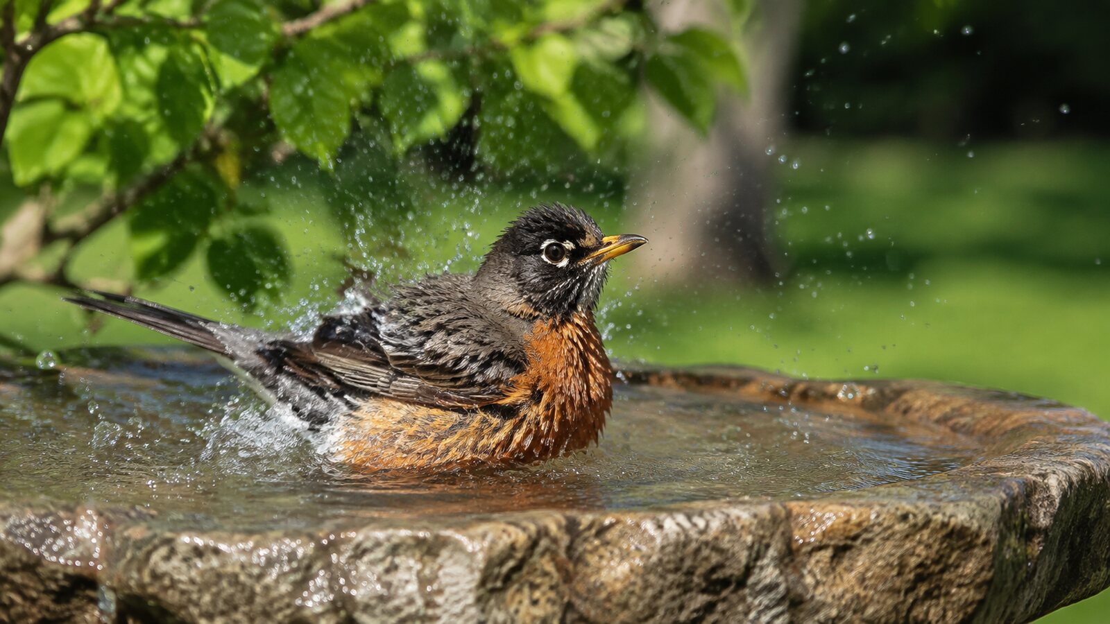 A wild songbird splashing in a shallow backyard bird bath