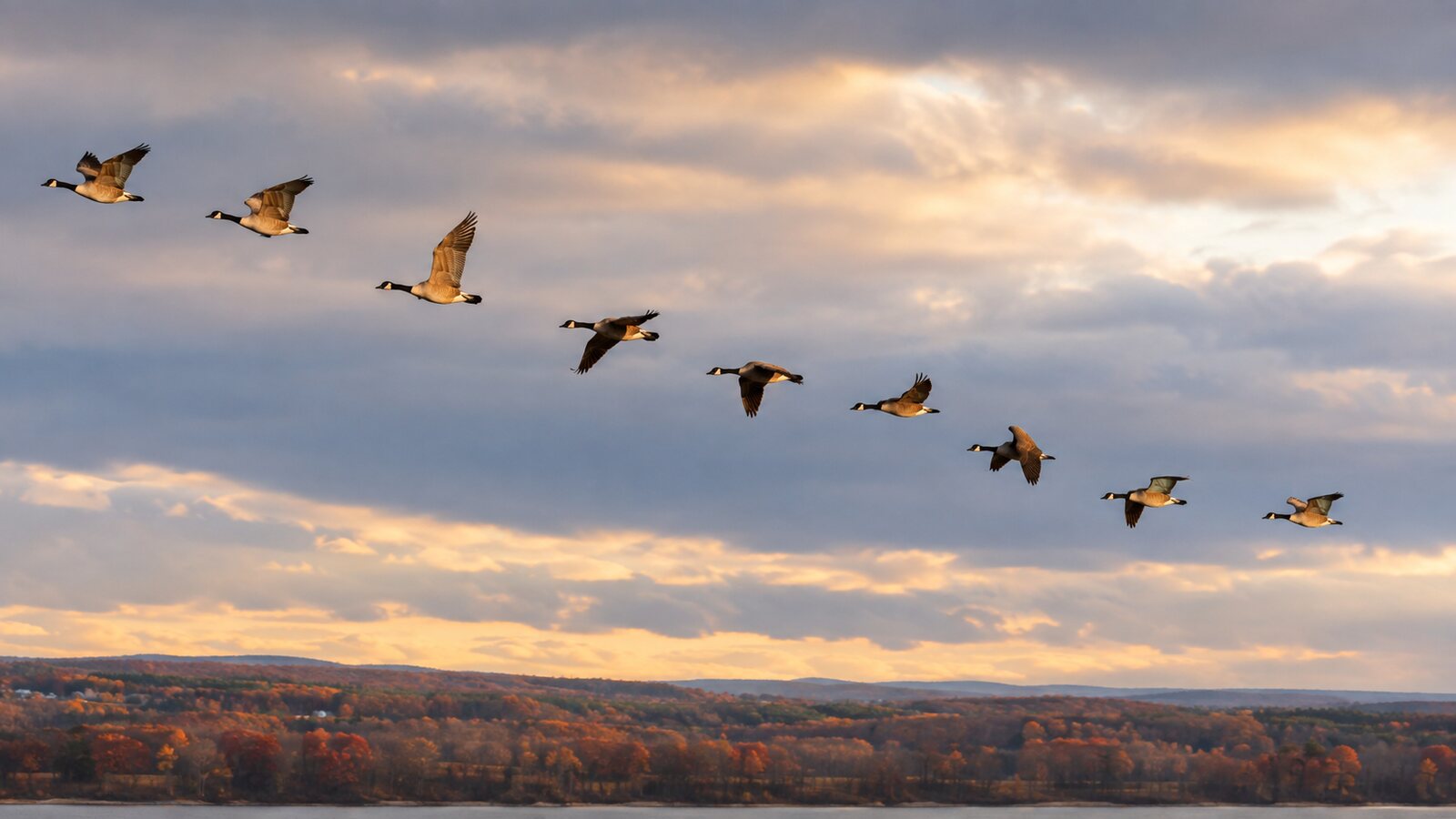 A flock of Canada Geese flying in a V formation across an autumn sky