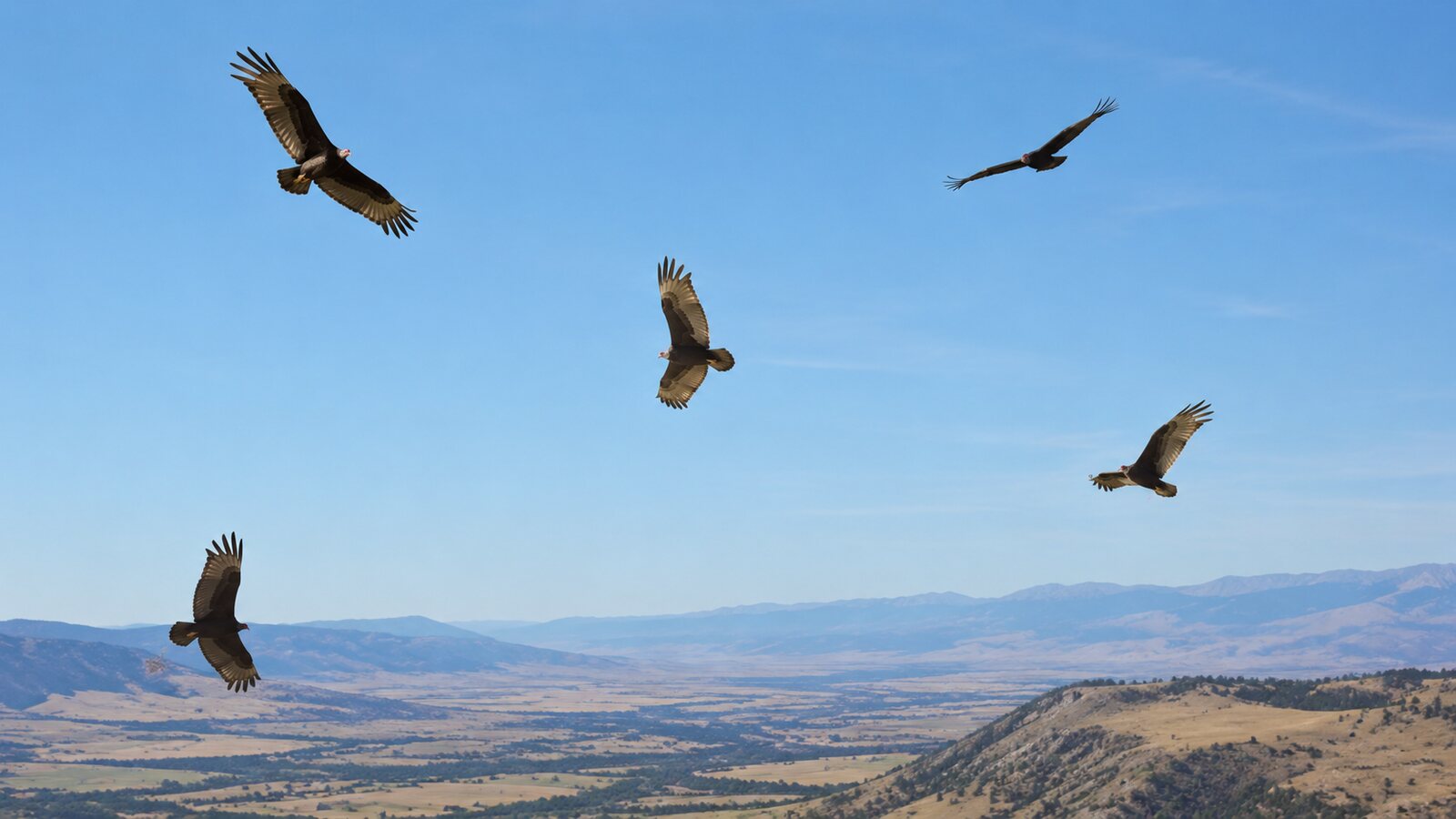 Turkey Vultures circling at different heights in a thermal above a broad valley