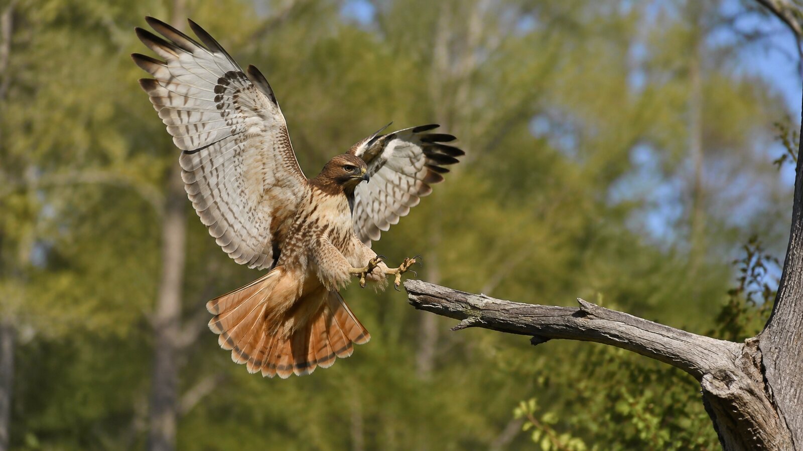 A Red-tailed Hawk landing with its broad tail fanned for braking and control