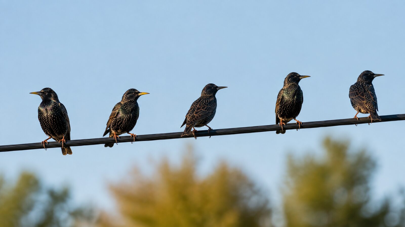 European Starlings perched at natural intervals along a roadside power line