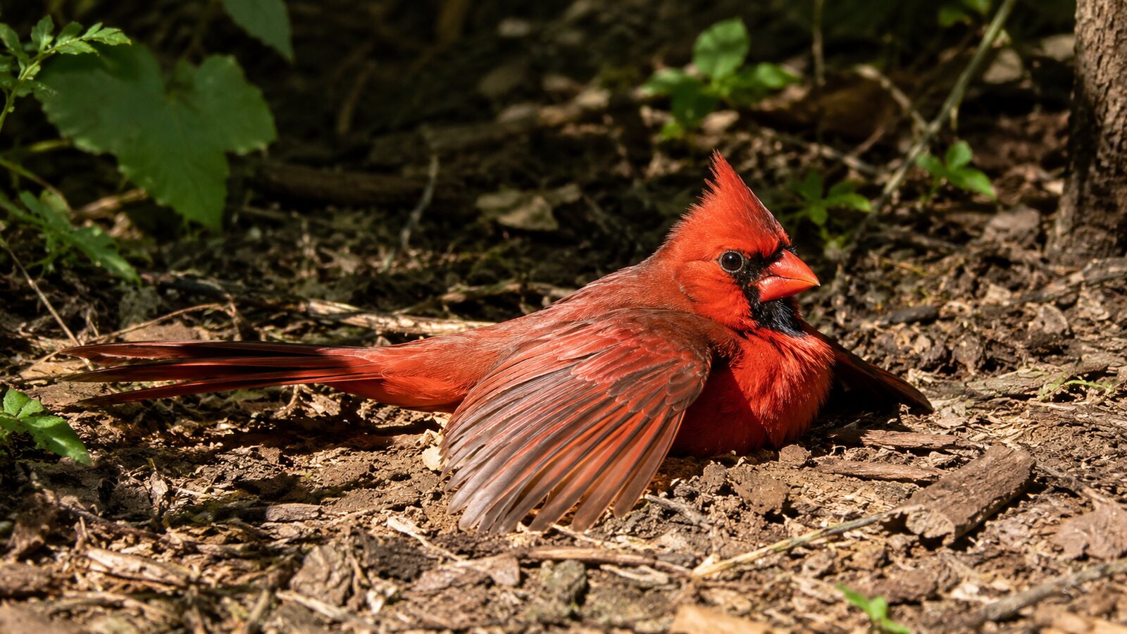 A healthy wild North American bird sunning naturally with one wing spread in a bright patch of sunlight