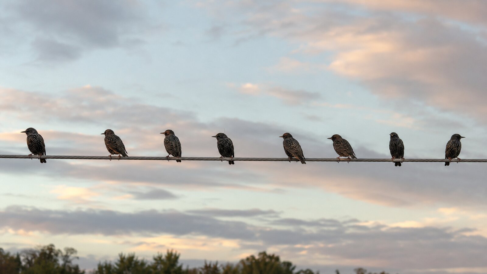 A row of European Starlings perched safely with both feet on the same utility wire