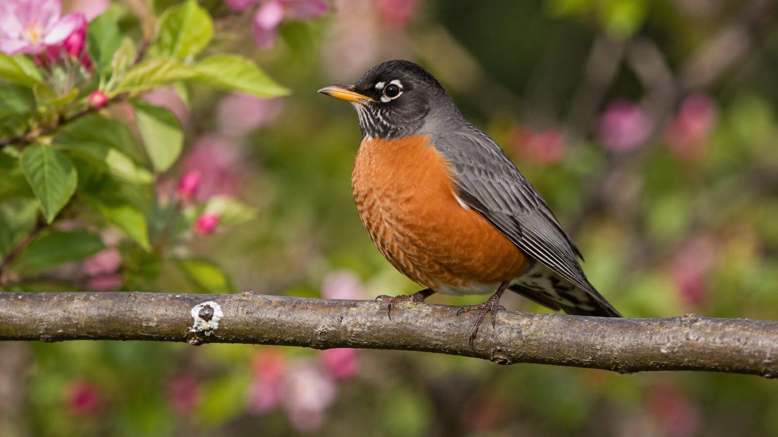 An American Robin perched above a small white-and-dark dropping on a branch